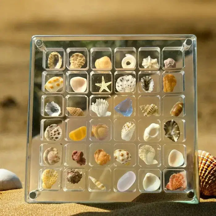 Deniz Kabuğu Vitrini